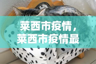 莱西市疫情，莱西市疫情最新动态