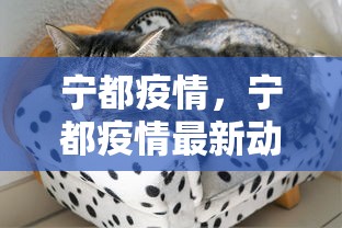 宁都疫情，宁都疫情最新动态